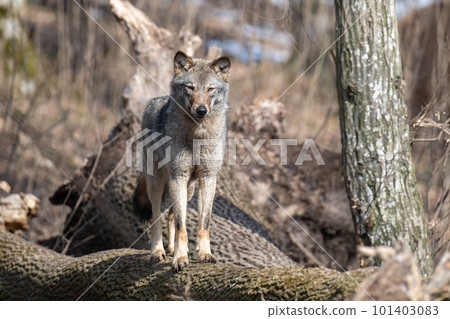 Wolf sit on a fallen tree in the forest up close. Wild animal in the natural habitat Wolf sit on a fallen tree in the forest up close. Wild animal in the natural habitat 101403083