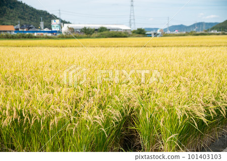 Golden ears of rice, the image of Japanese agriculture Golden ears of rice, the image of Japanese agriculture 101403103
