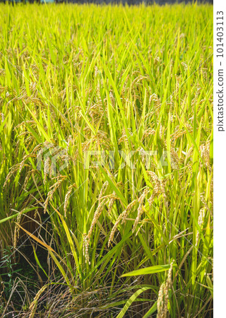 Golden ears of rice, the image of Japanese agriculture Golden ears of rice, the image of Japanese agriculture 101403113