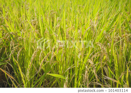 Golden ears of rice, the image of Japanese agriculture Golden ears of rice, the image of Japanese agriculture 101403114