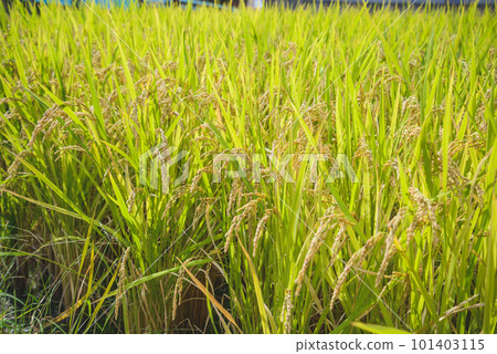 Golden ears of rice, the image of Japanese agriculture Golden ears of rice, the image of Japanese agriculture 101403115