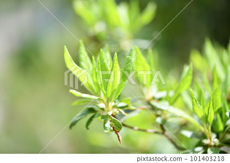 杜鵑花的年輕葉子 杜鵑花的年輕葉子 101403218