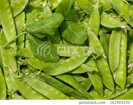 Silk pods Silk pods 101403250