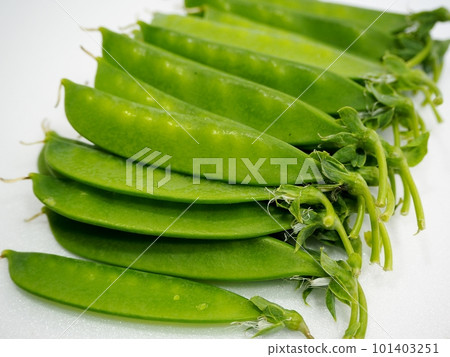 蠶豆莢 101403251