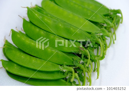 蠶豆莢 蠶豆莢 101403252