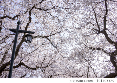 Cherry blossoms in full bloom along the Fukurogawa river Tottori city, Tottori prefecture Cherry blossoms in full bloom along the Fukurogawa river Tottori city, Tottori prefecture 101403329