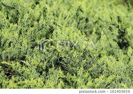 Hijuna tree 101403659