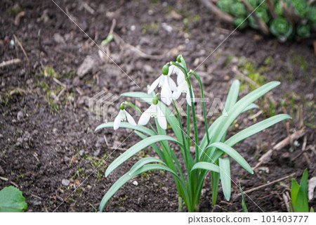 Nature photography white snowdrop flowers. Flowers with white buds on a landscape meadow. High quality photo Nature photography white snowdrop flowers. Flowers with white buds on a landscape meadow. High quality photo 101403777