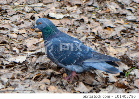 The tail of a bird. A pigeon is walking on the ground with the word pigeon on it. High quality photo The tail of a bird. A pigeon is walking on the ground with the word pigeon on it. High quality photo 101403786