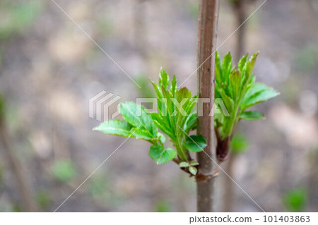 A tree branch with green leaves and the word maple on it. High quality photo A tree branch with green leaves and the word maple on it. High quality photo 101403863