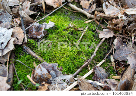 A tree trunk with moss on it and a sky background. High quality photo 101403884