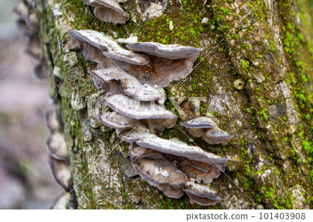 A tree trunk with a mushroom on it. A mushroom sits on a log in the woods. High quality photo A tree trunk with a mushroom on it. A mushroom sits on a log in the woods. High quality photo 101403908