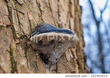 A tree trunk with a mushroom on it. A mushroom sits on a log in the woods. High quality photo A tree trunk with a mushroom on it. A mushroom sits on a log in the woods. High quality photo 101403914