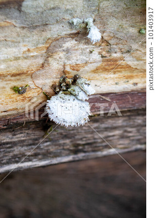 A tree trunk with a mushroom on it. A mushroom sits on a log in the woods. High quality photo A tree trunk with a mushroom on it. A mushroom sits on a log in the woods. High quality photo 101403917
