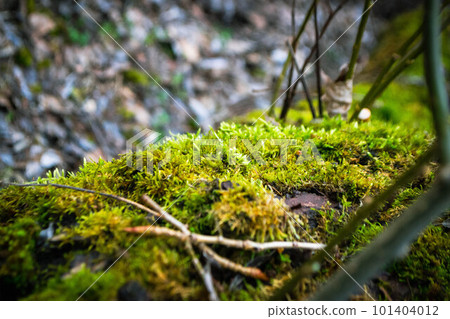 A tree trunk with moss on it and a sky background. High quality photo 101404012