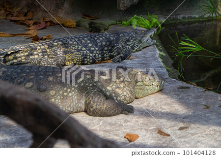 Two alligators are laying on a rock in a pond. High quality photo Two alligators are laying on a rock in a pond. High quality photo 101404128