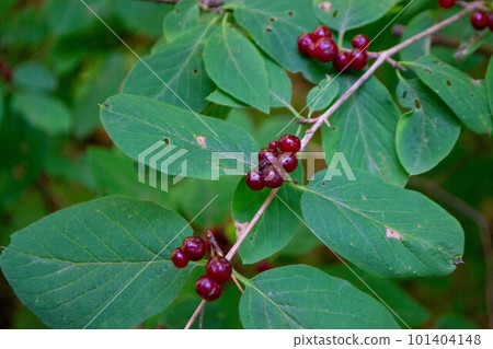 Photo tatarian honeysuckle lonicera tatarica in park. High quality photo 101404148