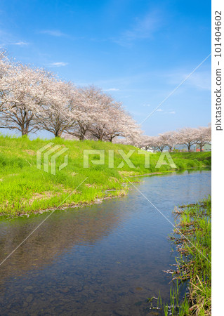 Sunny blue sky and rows of cherry blossom trees along the Kusaba River 101404602