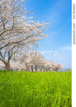 Sunny blue sky and rows of cherry blossom trees along the Kusaba River 101404603