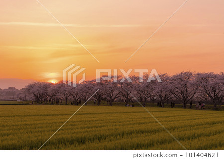 Row of cherry blossom trees along the Kusaba River illuminated by the setting sun 101404621