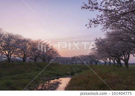 Morning sky and row of cherry blossom trees along Kusaba River 101404775