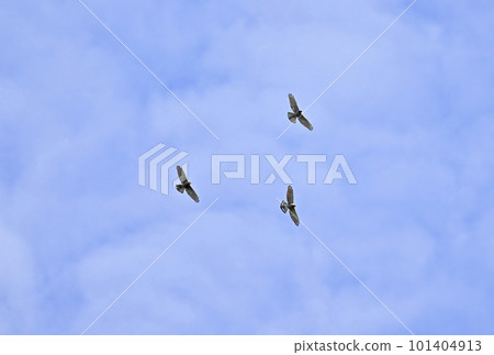 Three circling gray-faced buzzards Three circling gray-faced buzzards 101404913