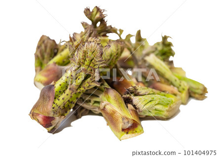 春天的野菜形像素材，白背鱈魚苗 101404975