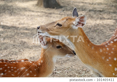 white spotted deers in the zoo white spotted deers in the zoo 101405411
