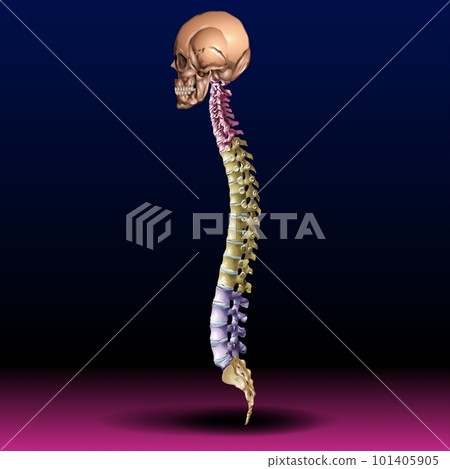 Spine & Skull 101405905