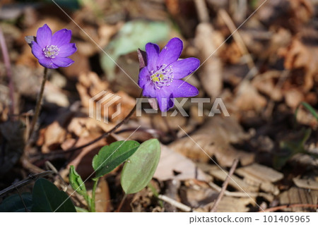 Hepatica purple 101405965