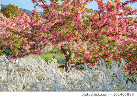 Kawazu櫻花在藍天 Kawazu櫻花在藍天 101405989