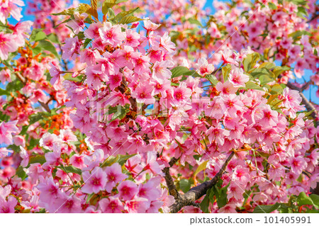 Kawazu櫻花在藍天 Kawazu櫻花在藍天 101405991