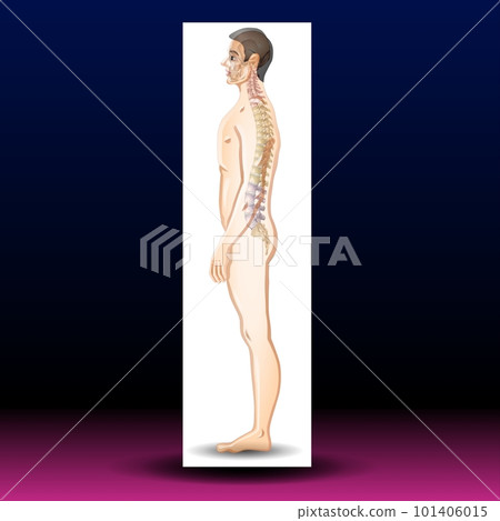 Normal Spine Normal Spine 101406015