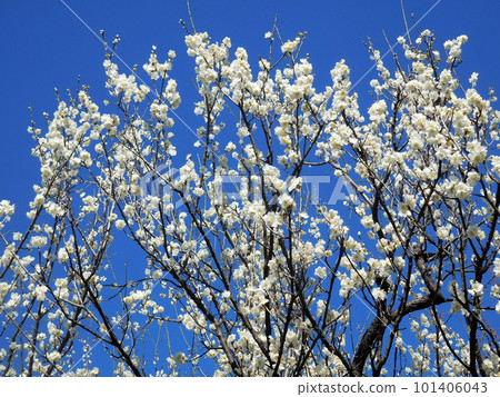 梅花單綠萼單花白花 101406043
