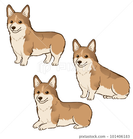 各種姿勢的柯基犬(尾巴斷尾,貂白色) 各種姿勢的柯基犬(尾巴斷尾,貂白色) 101406183
