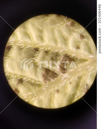 馬鈴薯葉的下面 馬鈴薯葉的下面 101406446