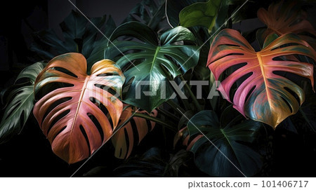 Monstera delicosa multicolored leaves textured... - Stock Illustration  [101406717] - PIXTA