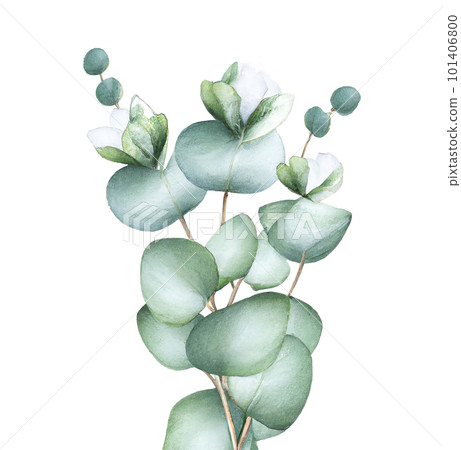 Watercolor Eucalyptus Leaves Isolated, Lovely Design Element for Romantic, Botanical, Nature Design Watercolor Eucalyptus Leaves Isolated, Lovely Design Element for Romantic, Botanical, Nature Design 101406800