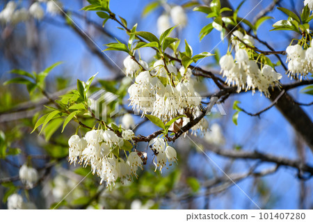 Halesia McGregory Halesia McGregory 101407280