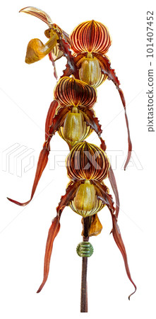 Flower colors are red, yellow and brown. An orchid of the genus Paphiopedilum. 101407452