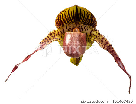 Flower colors are pink, yellow and brown. An orchid of the genus Paphiopedilum. 101407459