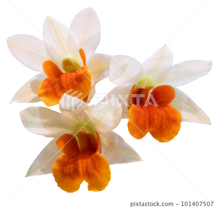 Flower colors are orange, white and yellow. An orchid of the genus Dendrobium. 101407507