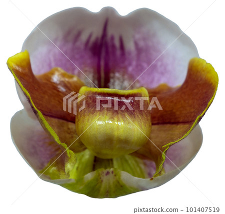 Flower colors are brown, yellow and white. An orchid of the genus Paphiopedilum. Flower colors are brown, yellow and white. An orchid of the genus Paphiopedilum. 101407519
