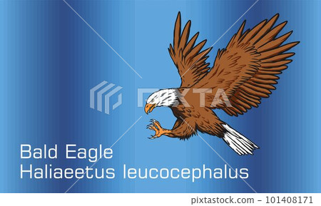 Abstract background illustration of Bald Eagle 101408171