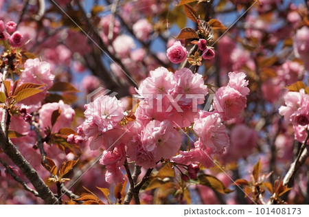 Pink flower Botanzakura 101408173