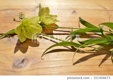 Cream-colored bimo lily flower Cream-colored bimo lily flower 101408673