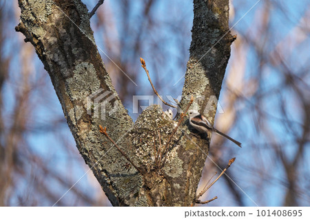 Long-tailed tit making a nest 101408695