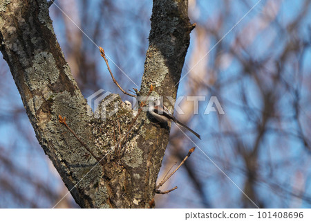 Long-tailed tit making a nest 101408696