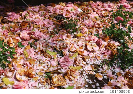 Pink camellia flowers, scattered 101408908