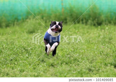 Boston terrier Mighty-kun jumping up on the grassy dock run ♡ 101409085